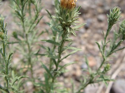 Machaeranthera tagetina, photographed by Alexis López Hernández