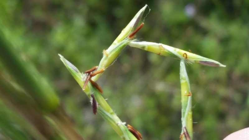 Elionurus tripsacoides, photographed by Jay Horn
