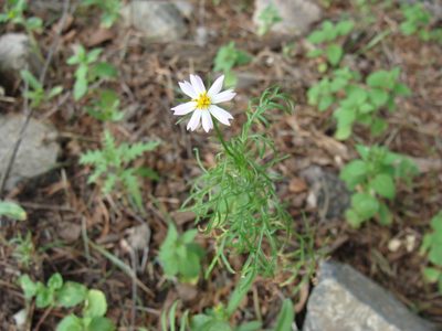 Cosmos parviflorus, photographed by Alexis López Hernández