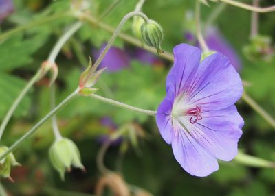 Geranium wallichianum, photographed by John G. Phillips