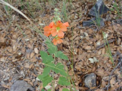 Sphaeralcea fendleri, photographed by Alexis López Hernández