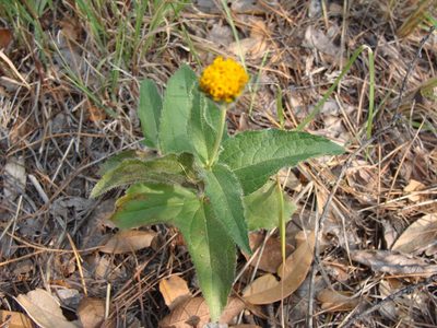 Lasianthaea podocephala, photographed by Alexis López Hernández