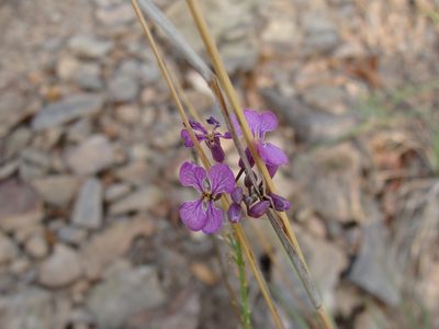 Hesperidanthus linearifolius, photographed by Alexis López Hernández