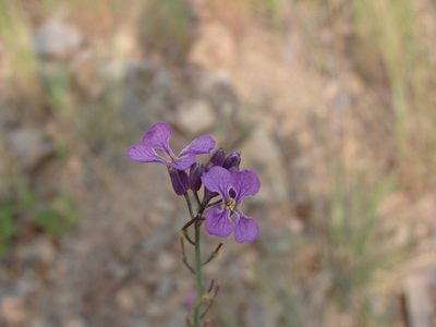 Hesperidanthus linearifolius, photographed by Alexis López Hernández