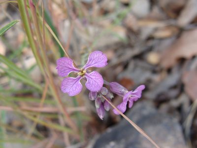 Hesperidanthus linearifolius, photographed by Alexis López Hernández