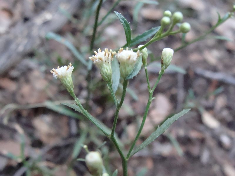Baccharis thesioides, photographed by Alexis López Hernández