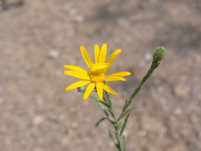 Xanthisma gracile, photographed by Alexis López Hernández
