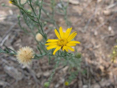 Xanthisma gracile, photographed by Alexis López Hernández