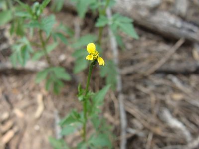 Bidens leptocephala, photographed by Alexis López Hernández