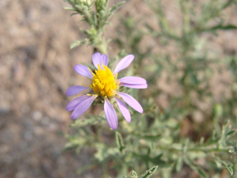 Machaeranthera tagetina, photographed by Alexis López Hernández