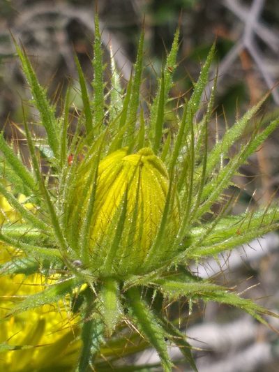Berkheya carlinoides, photographed by kevin koen