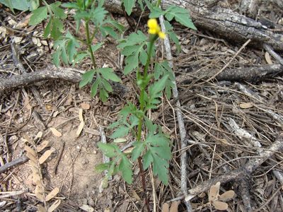 Bidens leptocephala, photographed by Alexis López Hernández