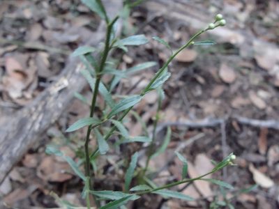 Baccharis thesioides, photographed by Alexis López Hernández