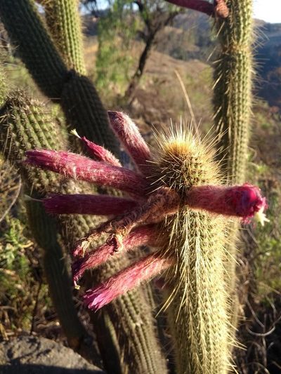 Cleistocactus buchtienii, photographed by Naturalist Tours