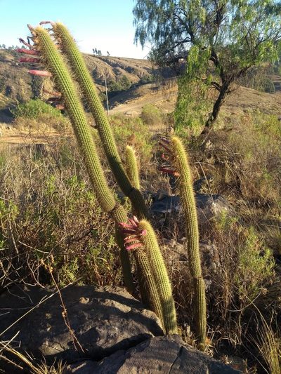 Cleistocactus buchtienii, photographed by Naturalist Tours