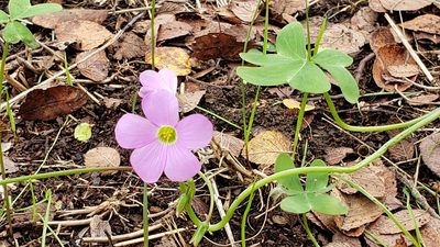 Oxalis drummondii, photographed by Chris Hughes