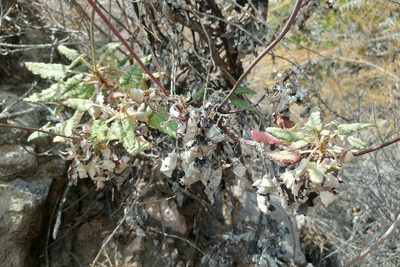 Eriogonum grande, photographed by Casey H. Richart
