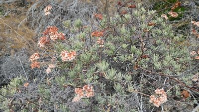 Eriogonum arborescens, photographed by Casey H. Richart