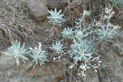 Hazardia detonsa, photographed by Casey H. Richart