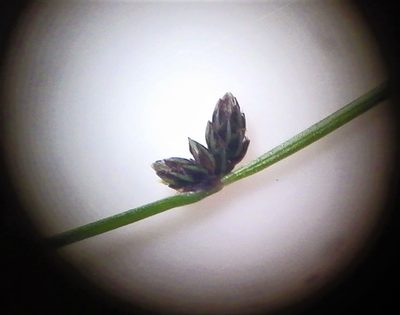 Isolepis sepulcralis, photographed by Stephen Thorpe