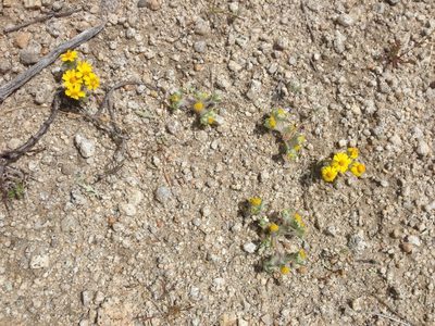 Eriophyllum pringlei, photographed by Adam J. Searcy