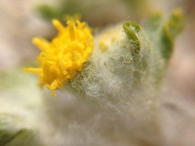 Eriophyllum pringlei, photographed by Adam J. Searcy