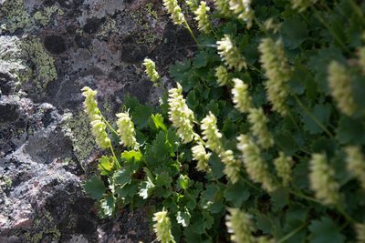 Heuchera bracteata, photographed by Joe D