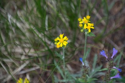 Packera fendleri, photographed by Joe D