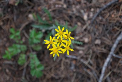 Packera fendleri, photographed by Joe D