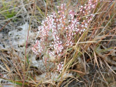 Polygonella articulata, photographed by Lynn Harper
