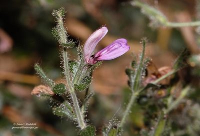 Brillantaisia pubescens, photographed by i_c_riddell