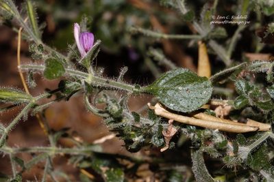 Brillantaisia pubescens, photographed by i_c_riddell
