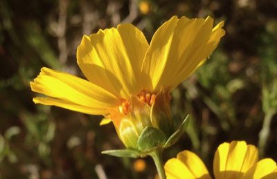 Coreopsis calliopsidea, photographed by Adam J. Searcy