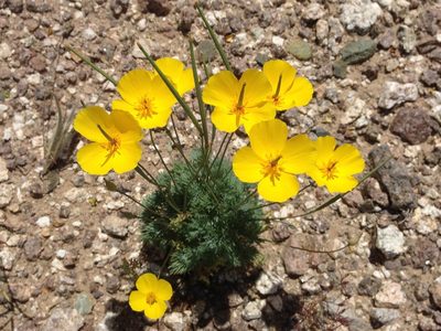 Eschscholzia glyptosperma
