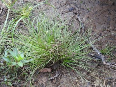 Fimbristylis vahlii, photographed by Sam Kieschnick