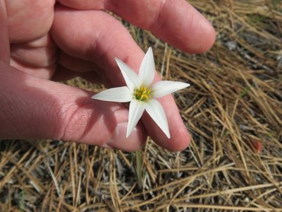 Tristagma patagonicum, photographed by Nicolas Olejnik