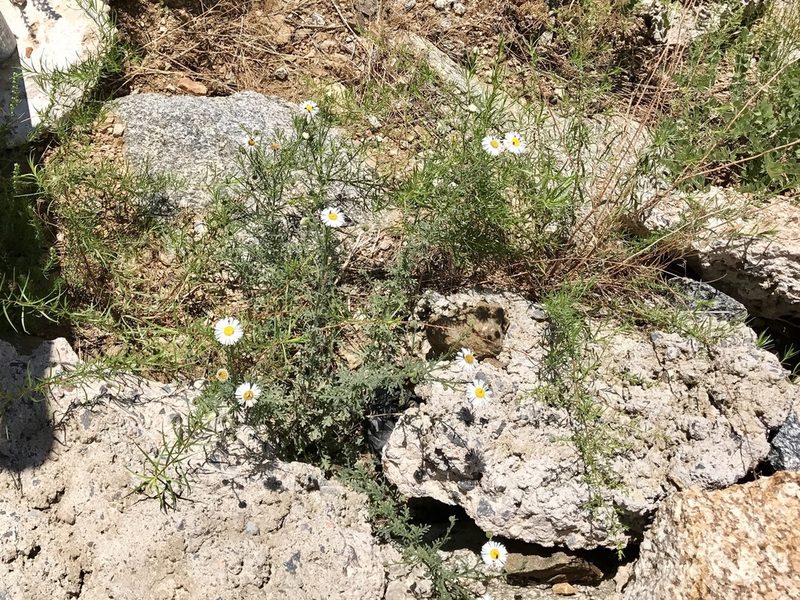 Erigeron oreophilus, photographed by CK2AZ