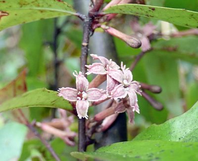 Alseuosmia quercifolia, photographed by Peter de Lange