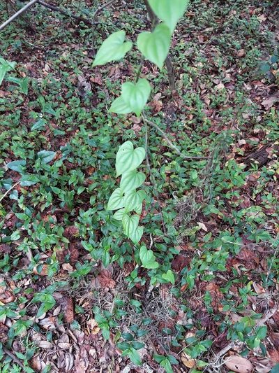 Dioscorea floridana, photographed by Adam Pitcher
