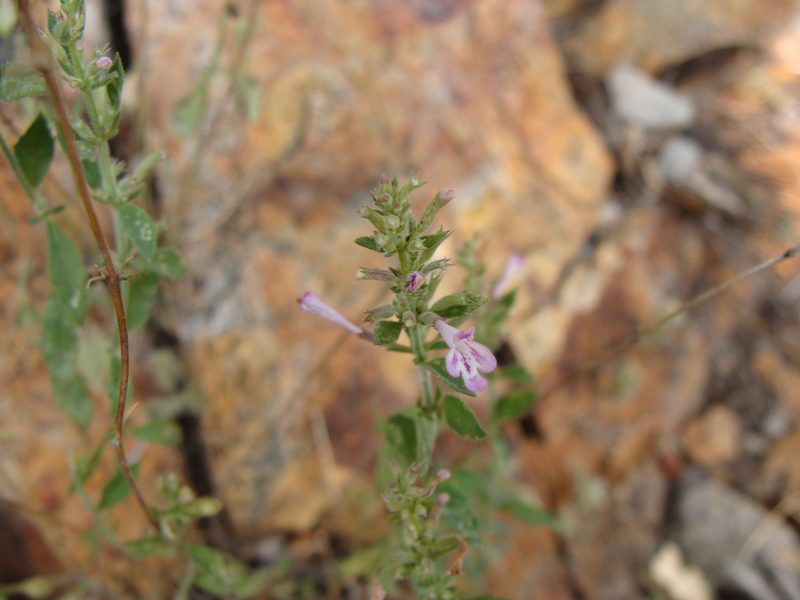 Hedeoma dentata, photographed by Alexis López Hernández