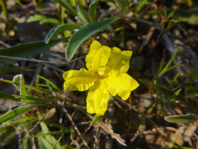 Goodenia willisiana, photographed by Kiri Bee