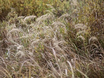 Calamagrostis canadensis, photographed by Cheryl McCleary-Catalano