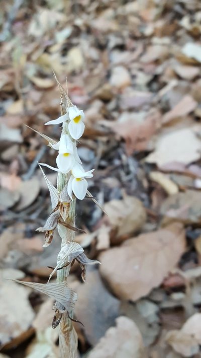 Deiregyne eriophora, photographed by Eugenio Padilla
