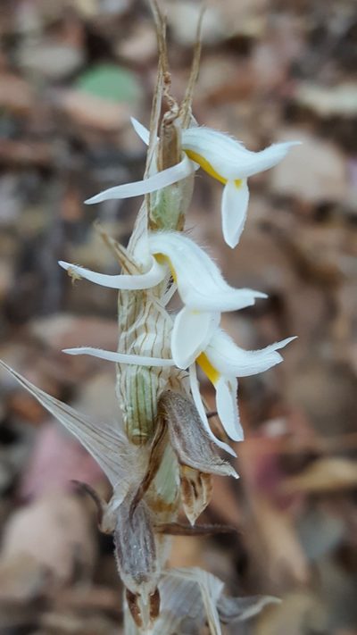 Deiregyne eriophora, photographed by Eugenio Padilla
