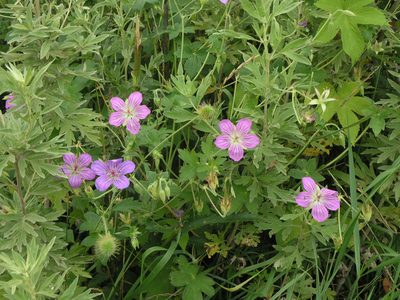 Geranium wlassovianum, photographed by Oleg Kosterin