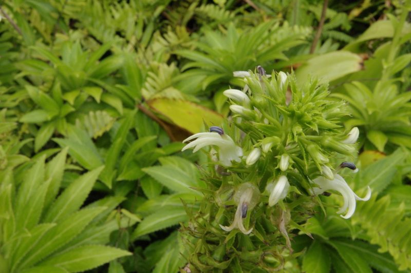 Lobelia stricta, photographed by Eric Knight
