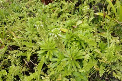 Lobelia stricta, photographed by Eric Knight