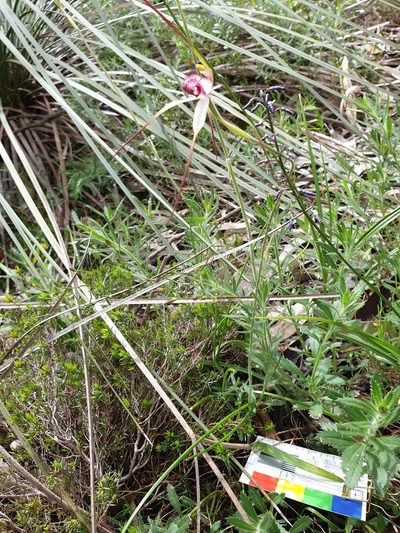 Caladenia behrii, photographed by Rosalie Lawrence