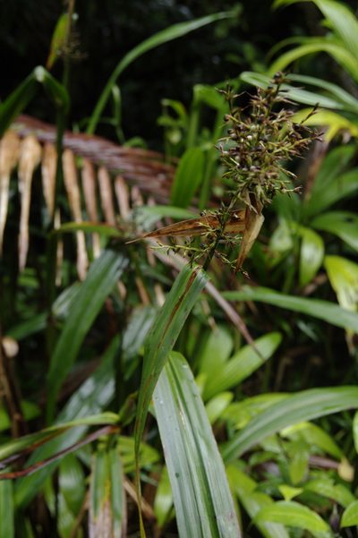 Scleria latifolia, photographed by Eric Knight