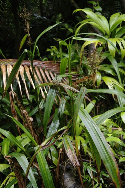 Scleria latifolia, photographed by Eric Knight